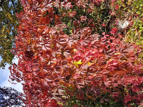 Close Autumn Leaves Background — Stock Photo, Image