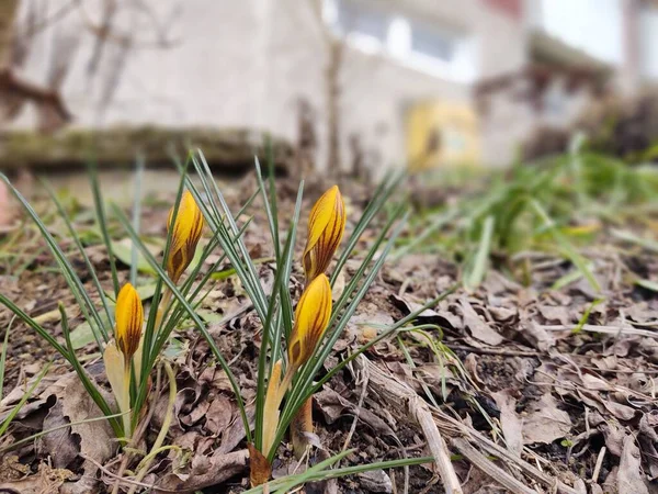 Piękne Kwiaty Krokusa Zielonej Trawie — Zdjęcie stockowe