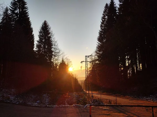 Alberi Nella Foresta Durante Giornata Sole Slovacchia — Foto Stock