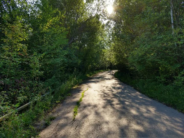 Trees Forest Sunny Day Slovakia — Stock Photo, Image