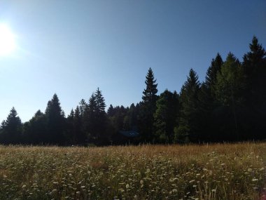Slovakya 'da ormandaki köknar ağaçları