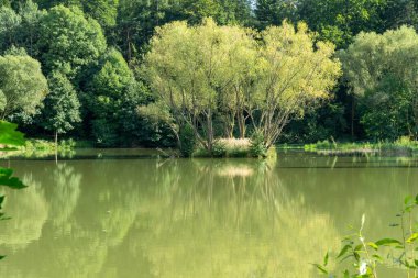 Doğanın arka planında güzel bir göl