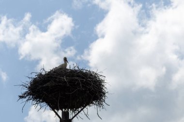 Arkadaki beyaz leylek yuvası