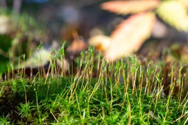 Çayırdaki güzel çim. Slovakya