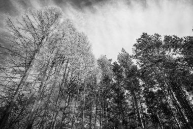 Güneşli bir günde ormanda sihirli ağaçlar. Slovakya