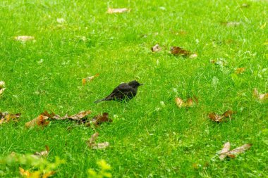 Çayırdaki güzel kuş ve yeşil çimenler. Slovakya