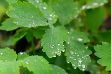 Güzel botanik fotoğrafı, doğal duvar kağıdı.