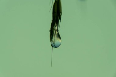 Bitki yaprağını ve su damlasını yakından çek