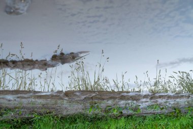 Yağmur sırasında su birikintisi. Slovakya