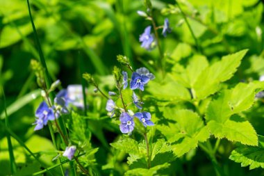 Baharda çiçek açarken bahçede güzel çiçekler. Slovakya