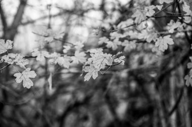 Arkaplanda genç yaprakların yakın plan görüntüsü