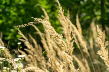  kamış otları tarlada, doğada ve ormanda