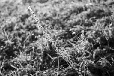 Ağaçlar ve manzaralı çayırda puslu bir sabah. Slovakya