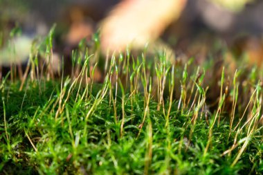 Çayırdaki güzel çim. Slovakya