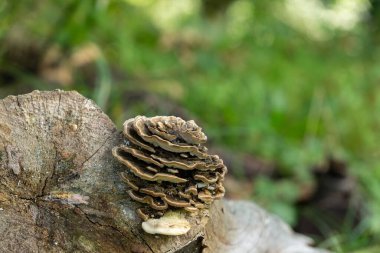 Güzel botanik fotoğrafı, doğal duvar kağıdı.