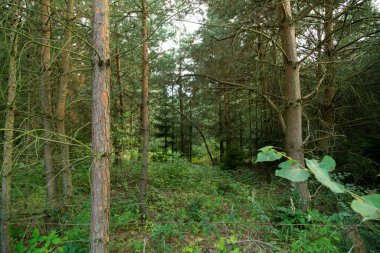 Güneşli bir günde ormanda sihirli ağaçlar. Slovakya