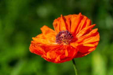 Yeşil çayır üzerinde kırmızı çiçekler