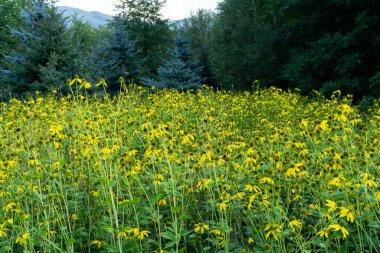 Sarı çiçekler tarlada. Yakın çekim.