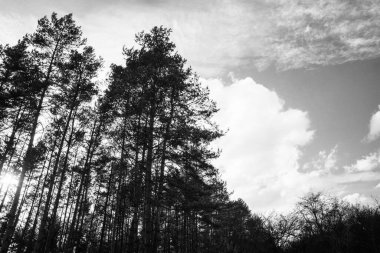 Güneşli bir günde ormanda sihirli ağaçlar. Slovakya