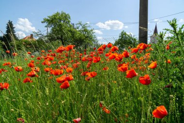 Çimlerde vahşi kırmızı gelincikler. Slovakya