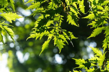 Arka planda bahar yapraklarının yakın plan görüntüsü