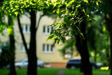 Arka planda bahar yapraklarının yakın plan görüntüsü