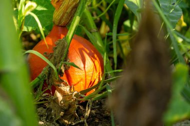Güzel botanik fotoğrafı, doğal duvar kağıdı.