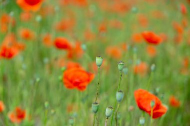 Çimlerde vahşi kırmızı gelincikler. Slovakya