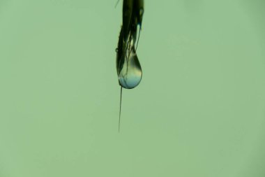 Bitki yaprağını ve su damlasını yakından çek