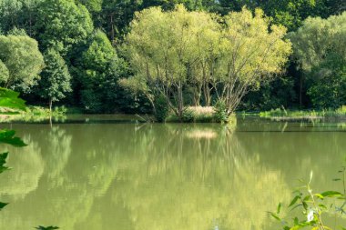 Doğanın arka planında güzel bir göl