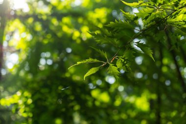 Arka planda bahar yapraklarının yakın plan görüntüsü