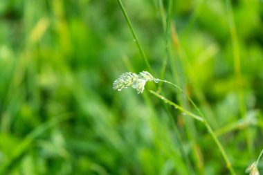Slovakya 'da güzel yeşil çimenler