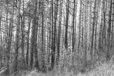 Güneşli bir günde ormanda sihirli ağaçlar. Slovakya