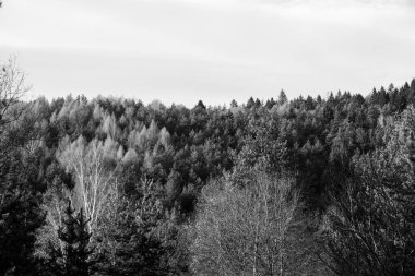 Güneşli bir günde ormanda sihirli ağaçlar. Slovakya
