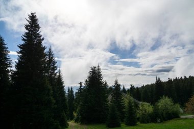 Güneşli bir günde ormanda sihirli ağaçlar. Slovakya