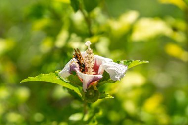 Ağaçlar ve manzaralı çayırda puslu bir sabah. Slovakya