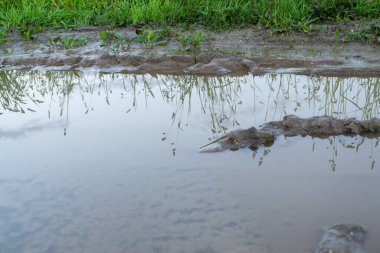 Yağmur sırasında su birikintisi. Slovakya