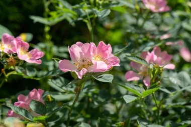 Çiçekler tarlada yakın çekim