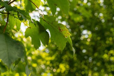 Arkaplanda genç yaprakların yakın plan görüntüsü