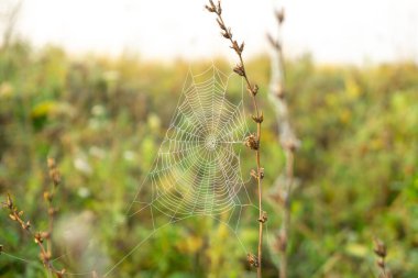 Bahar tarlasında örümcek ağı