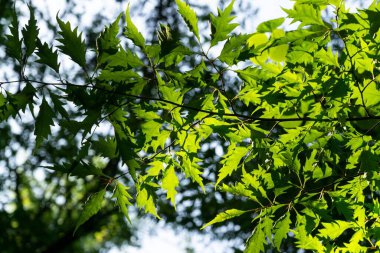 Arka planda bahar yapraklarının yakın plan görüntüsü