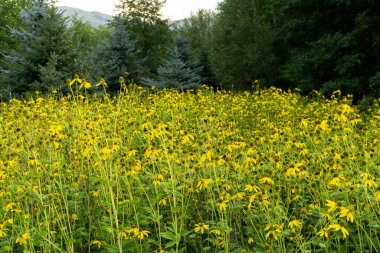 Sarı çiçekler tarlada. Yakın çekim.