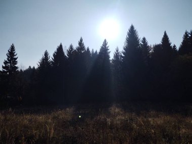 Güneşli bir günde ormanda ağaçlar. Slovakya