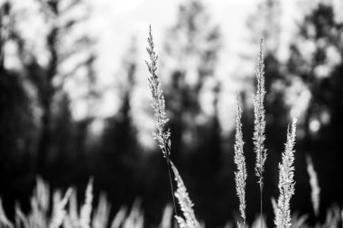  kamış otları tarlada, doğada ve ormanda