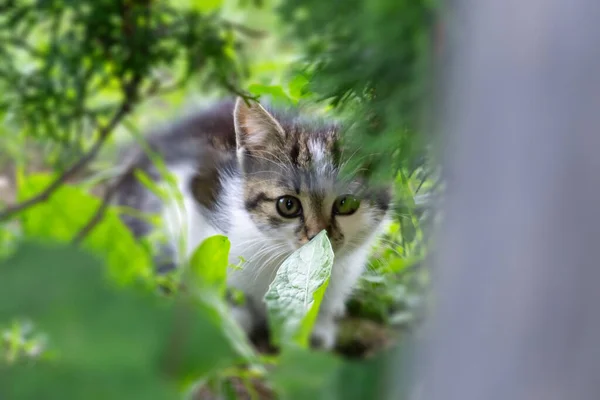 Parktaki Sevimli Kedi Yavrusu — Stok fotoğraf