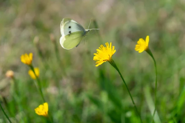 Sarı Çiçekler Tarlada Yakın Çekim — Stok fotoğraf