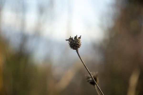 Impresionantes Antecedentes Florales Otoñales — Foto de Stock