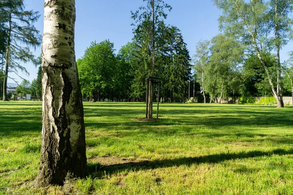 Vacker Sommarpark Med Träd — Stockfoto