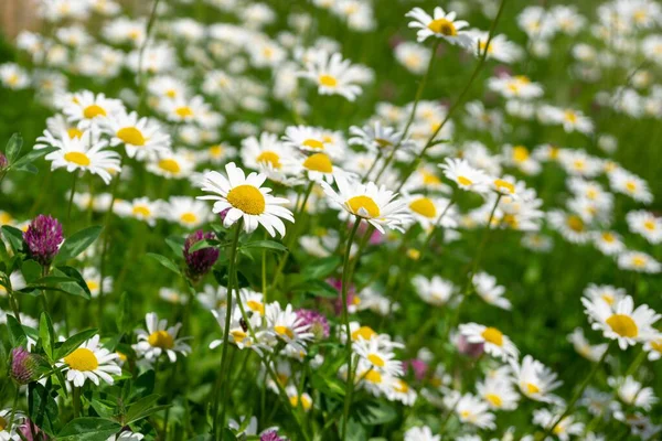 Bílé Sedmikrásky Květiny Zelené Louce — Stock fotografie