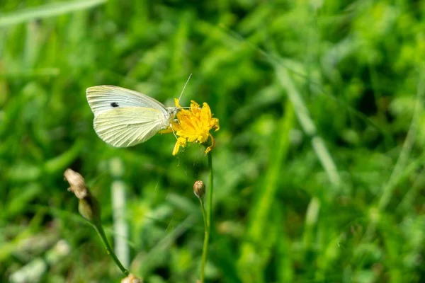 Gele Bloemen Het Veld Close Schot — Stockfoto